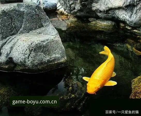 博鱼体育综合老用户分享：博鱼APP体验怎么下载的实战经验与趋势观察